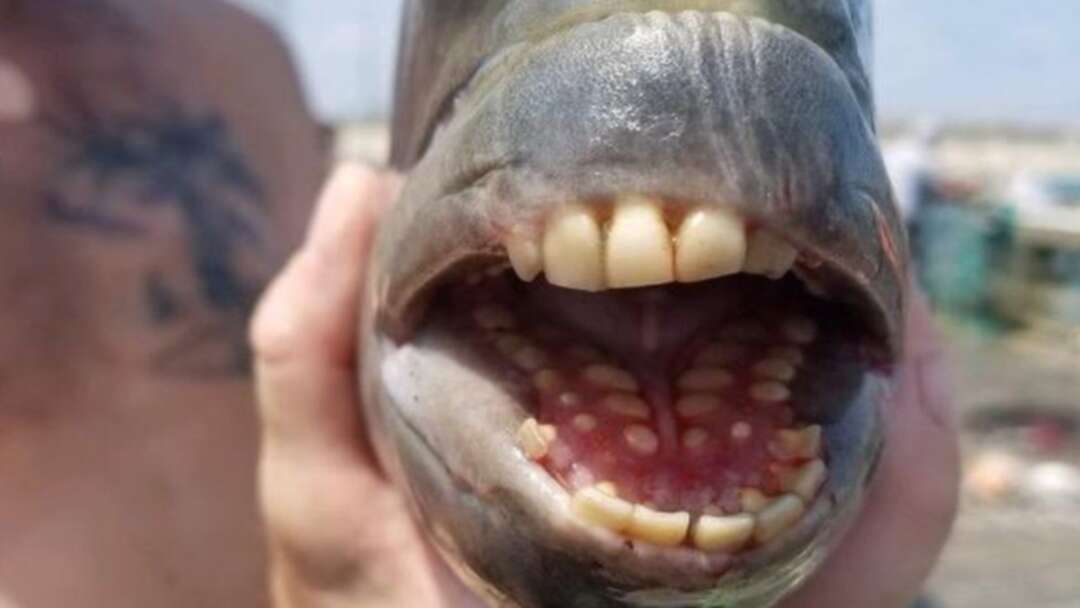 Fish with human-like teeth found in US