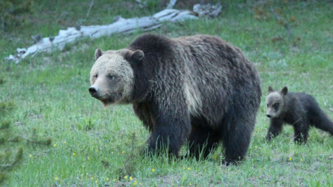 Illinois woman charged for disturbing Yellowstone mother grizzly bear