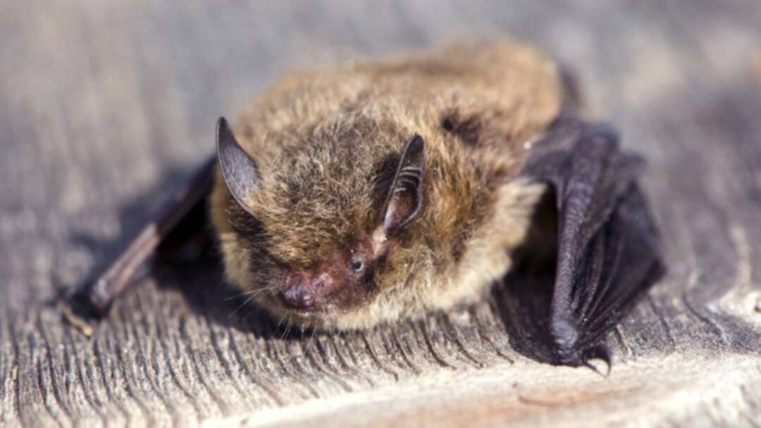 Nathusius' pipistrelle bat killed by cat after she flew 1200 miles from London to Russia
