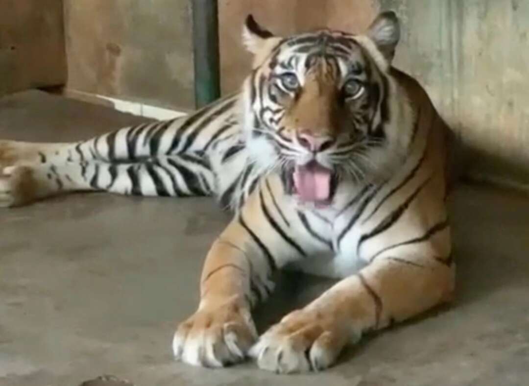Two Sumatran tigers at Indonesian zoo recover from COVID-19