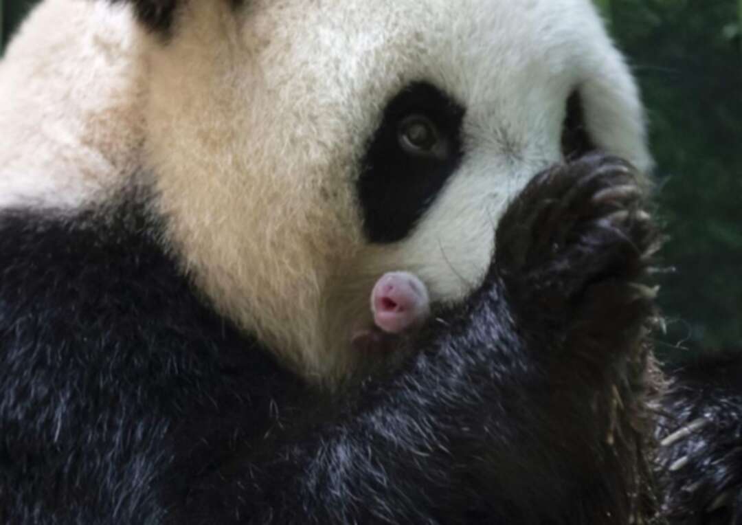 Giant panda in French zoo gives birth to ‘lively’ twin girls