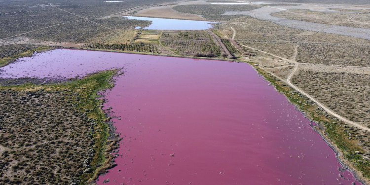 argentina pink lake