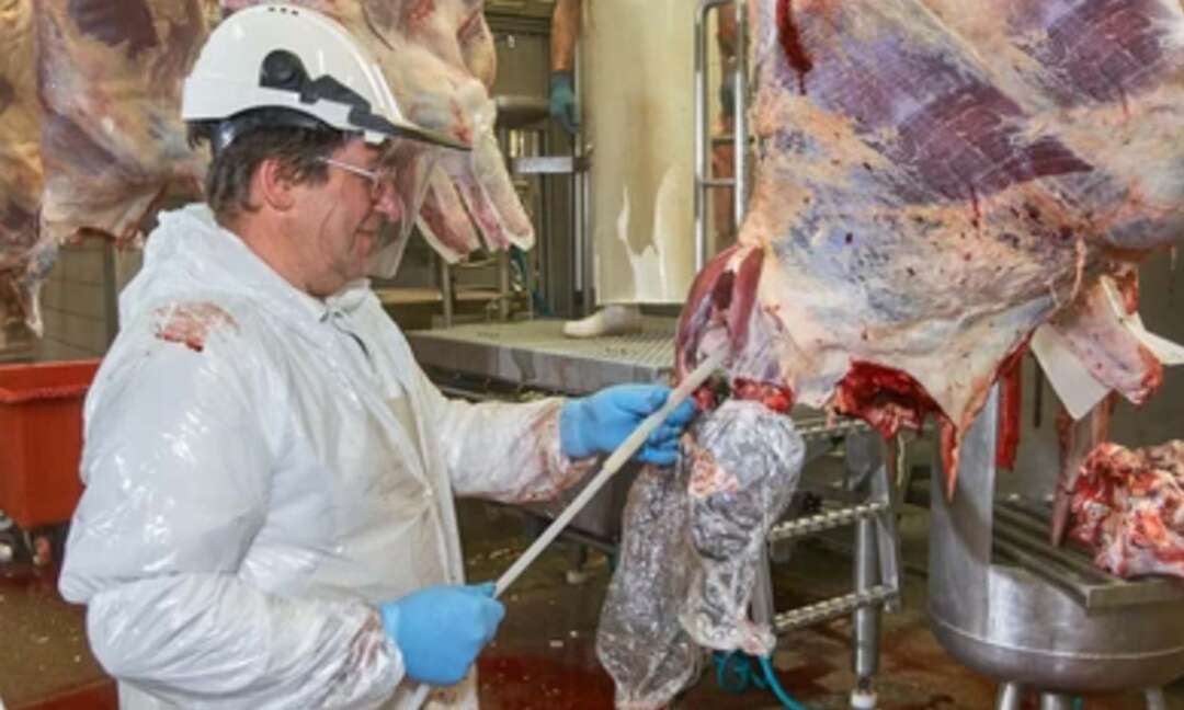 مدينة هولندية تمنع الإعلان عن بيع اللحوم ومنتجاتها.. بالأماكن العامة
