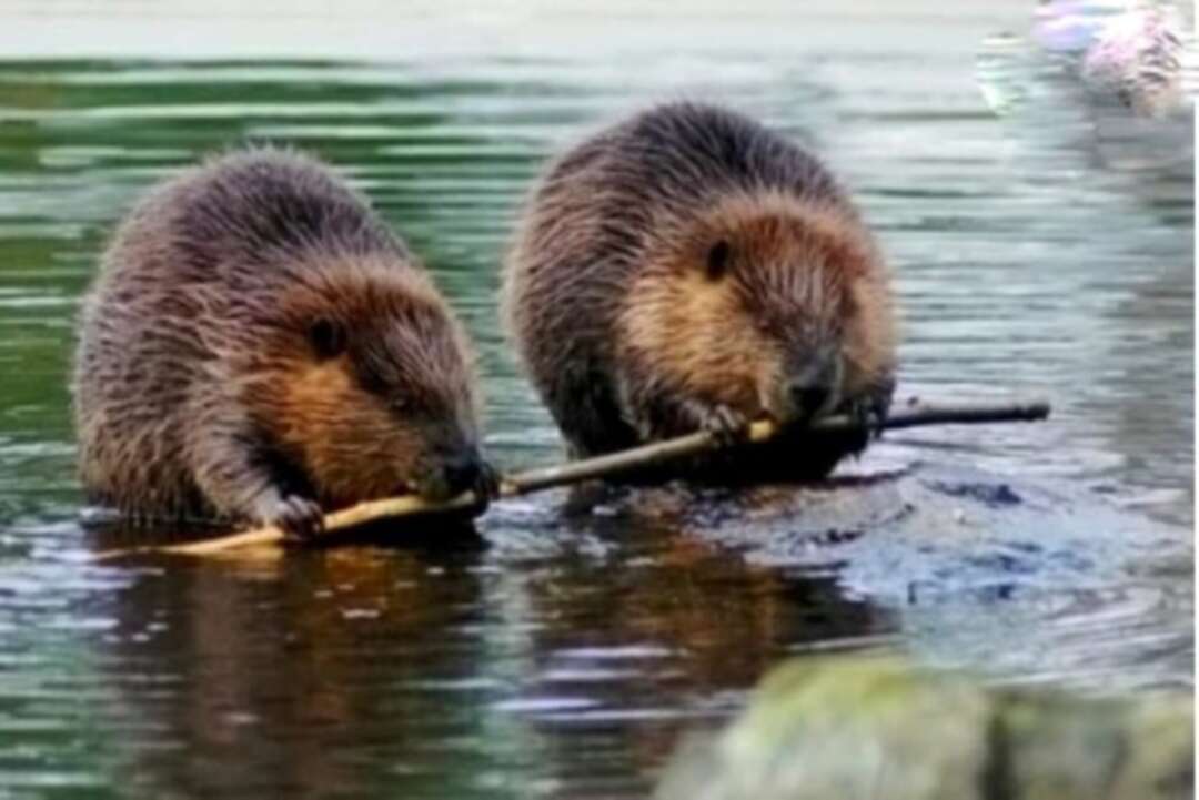 Long-vanished beavers found living wild in UK's Avon catchment