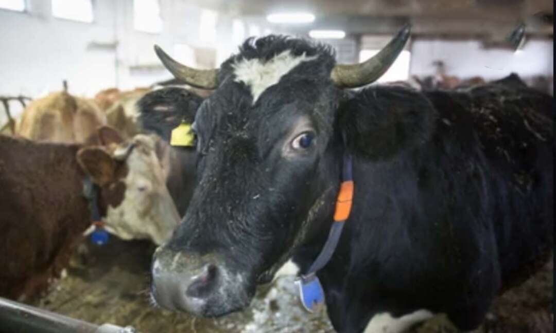 Mad cow disease found on farm in Somerset, southwest England