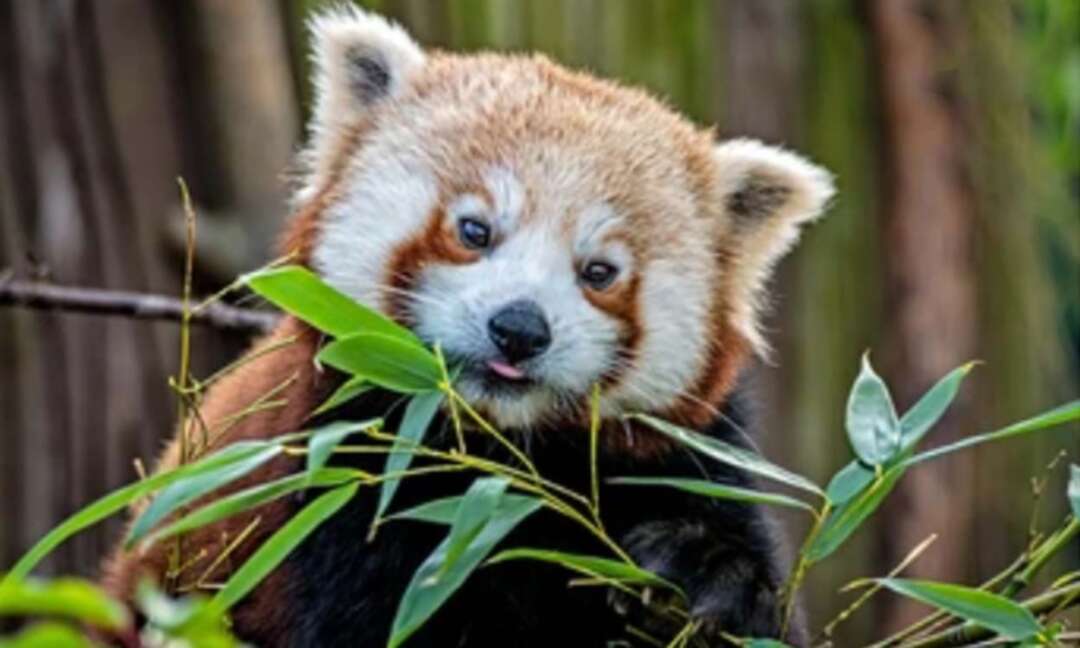 Pair of endangered red panda cubs born in UK Zoo after 10 year wait