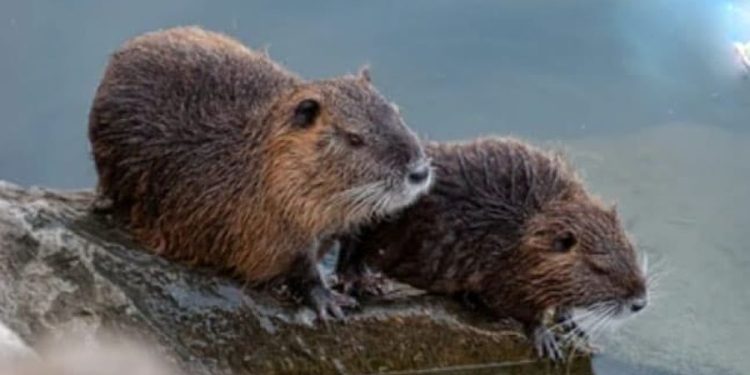 Beavers in the Wild