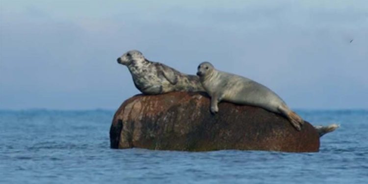 Seal animals