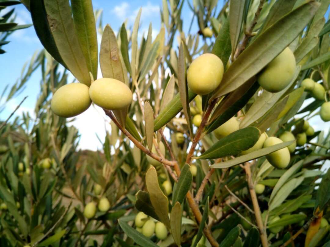 Palestine olive season this year set to be overshadowed by multiple challenges