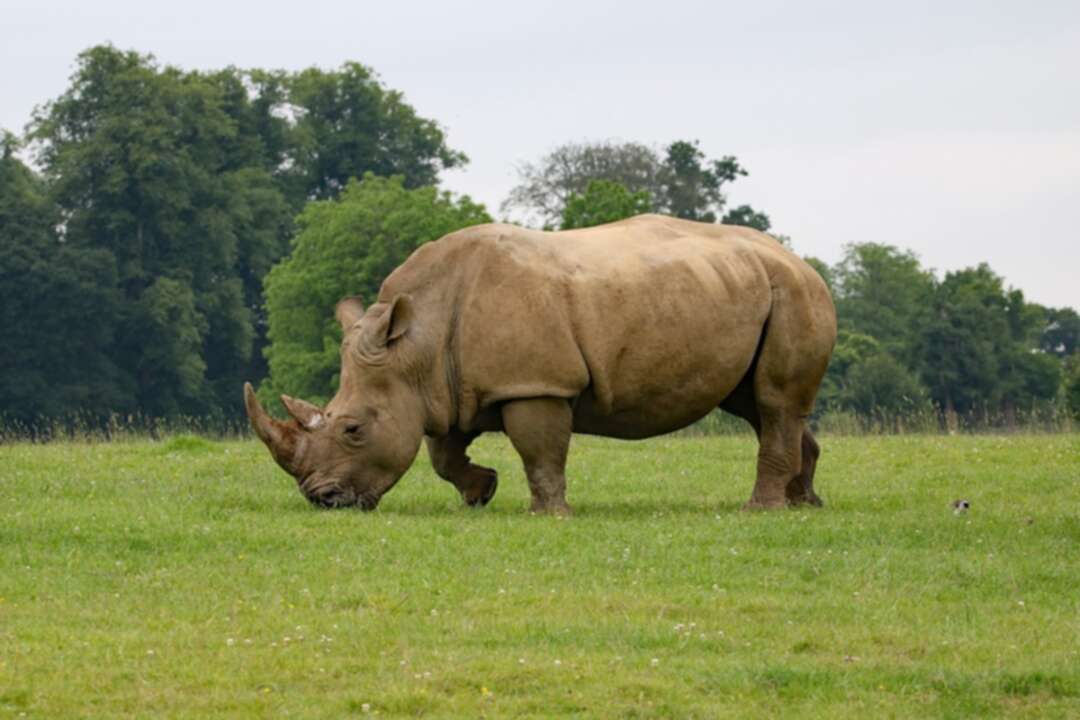 One of world's last two northern white rhinos retired from breeding programme
