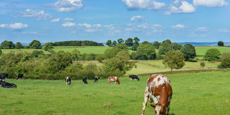 Cows-Livestock/Pixabay