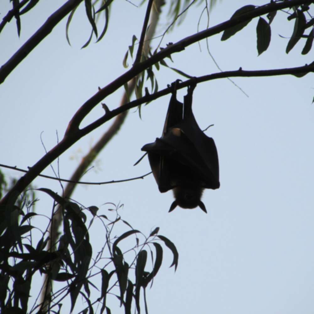 Endangered long-tailed bat wins New Zealand Bird of the Year 2021