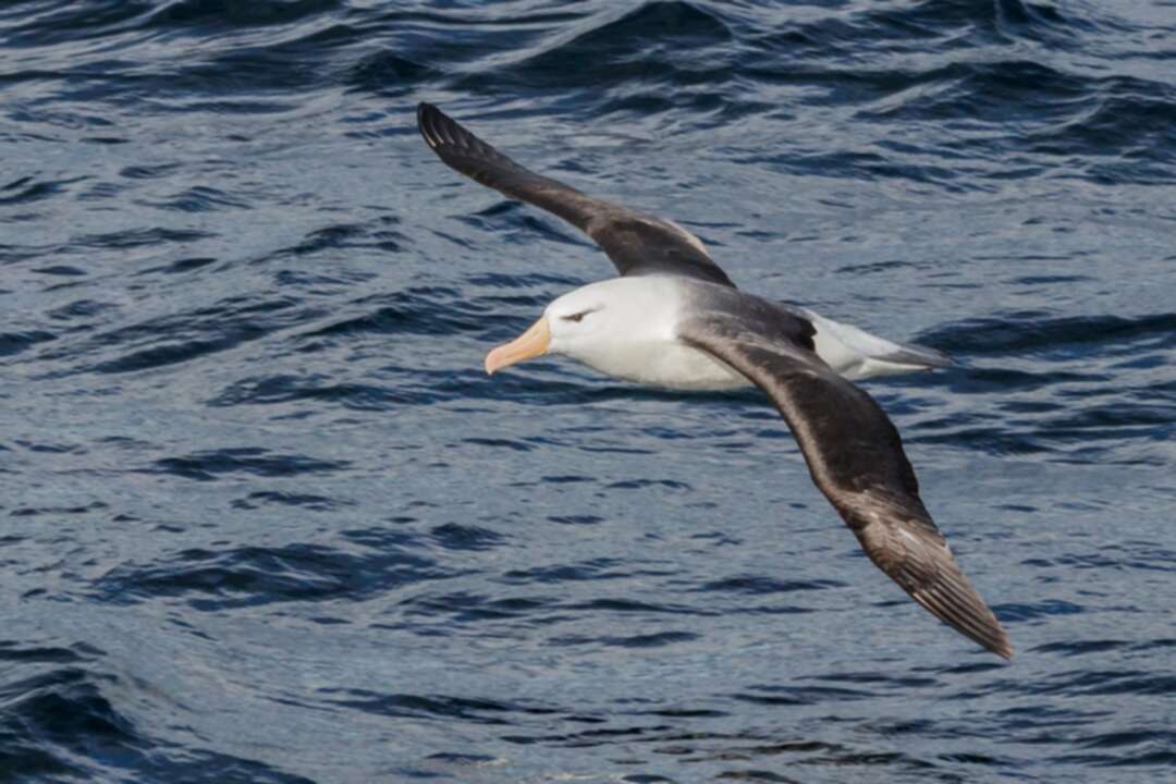 Study says climate change causing albatross divorce