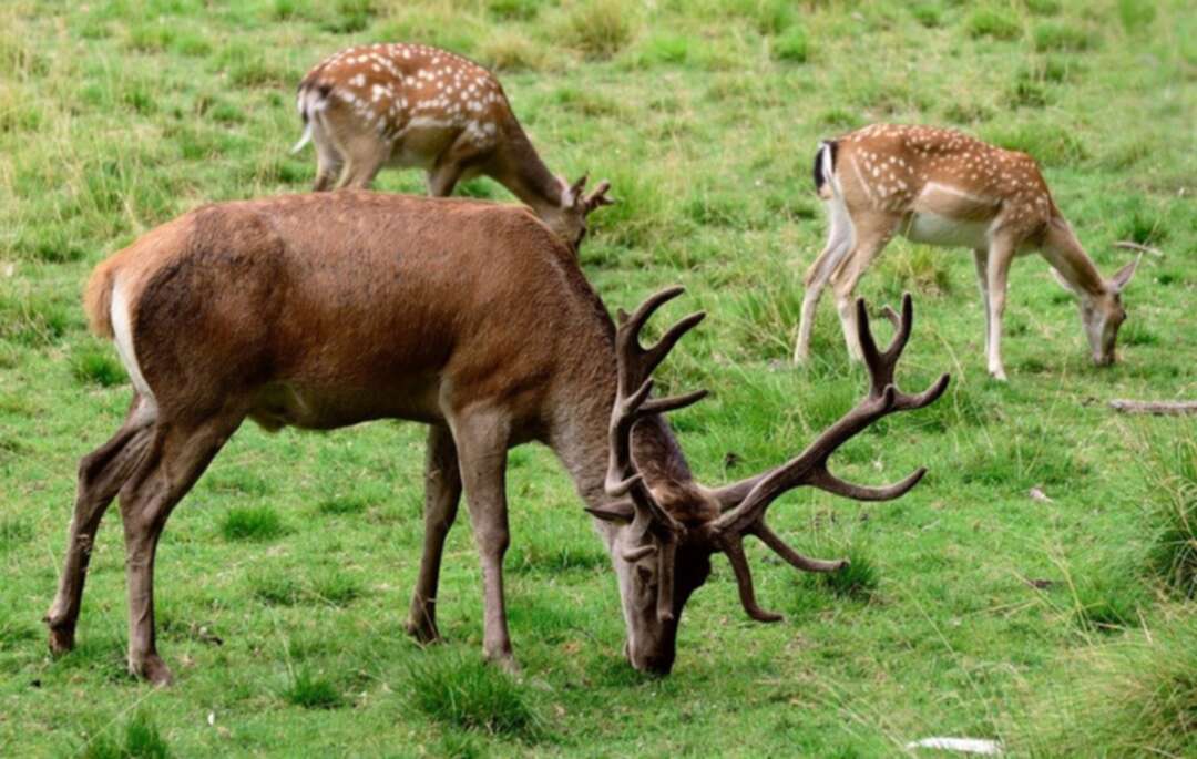 US scientists find Covid spreading in deer and other wild animals
