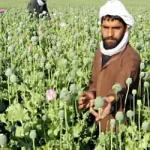 أفغانستان الحشيش الأفغاني مخدرات