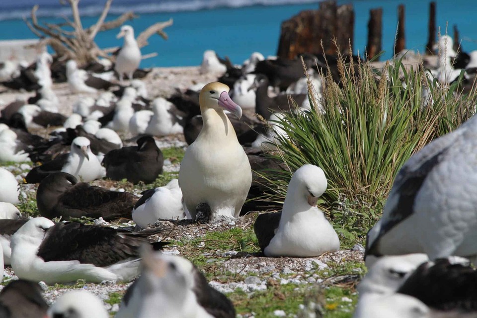 Albatrosses-Sea bird/Pixabay