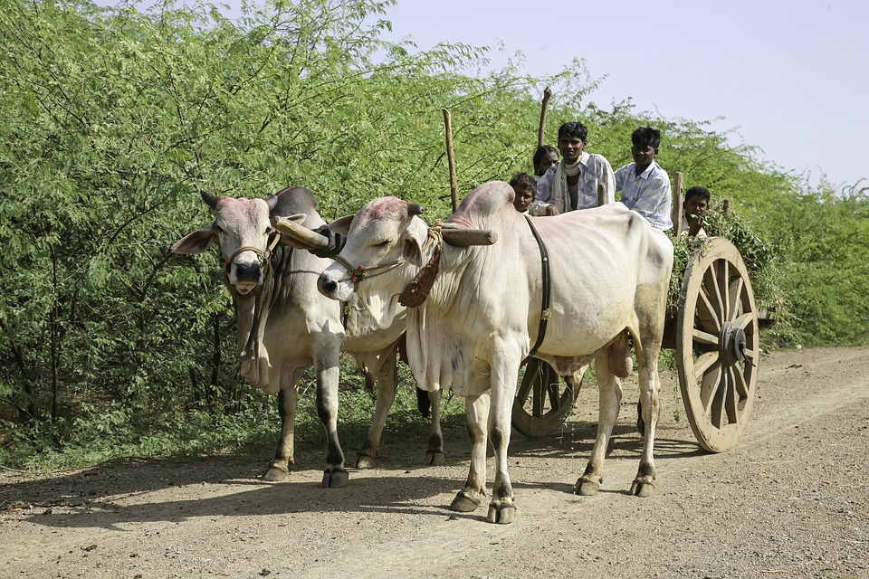 Indian farmers-Bullock cart-India/Pixabay