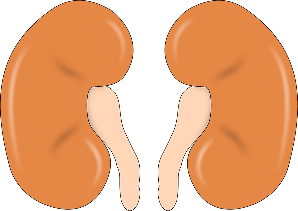 Kidney-Orange human/Pixabay