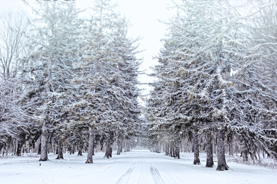 Snowfall-Snow covered forest /Pixabay