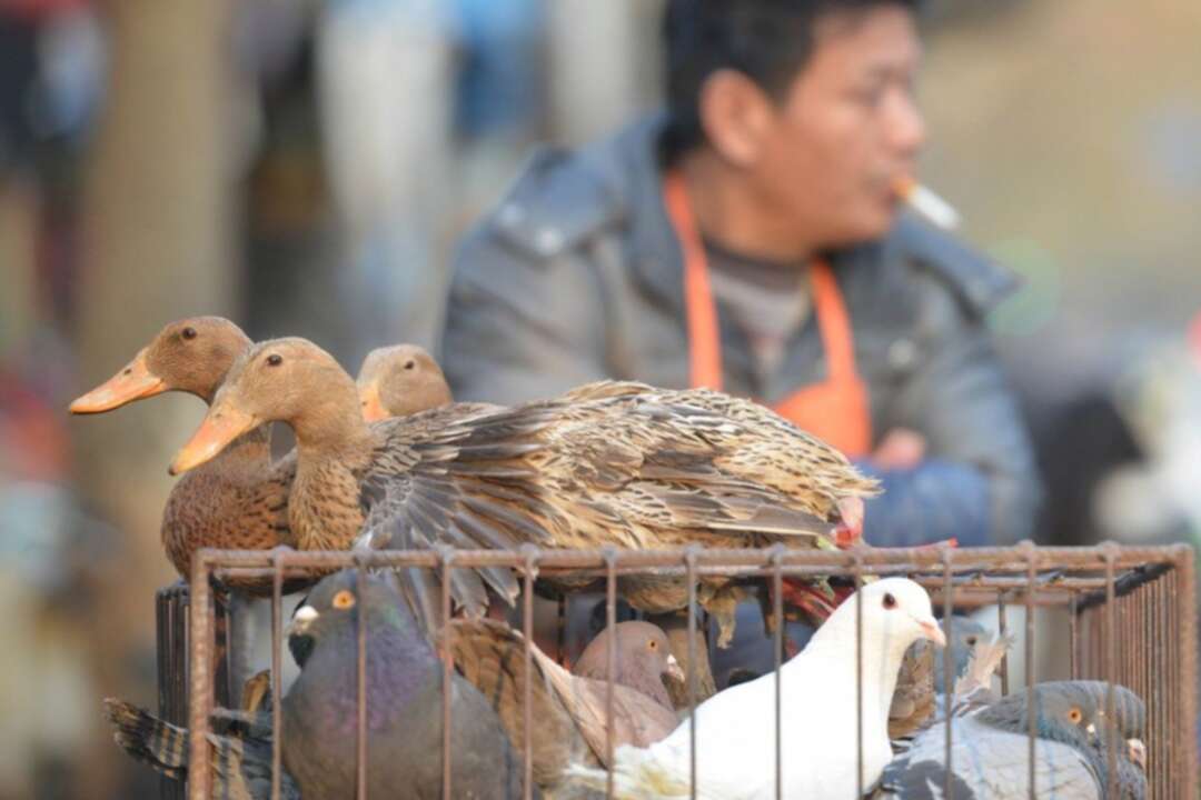 إنفلونزا الطيور يدق باب الصين في إقليم غوانغدونغ