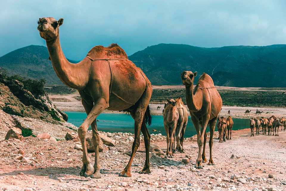 Camels in the desert/Pixabay