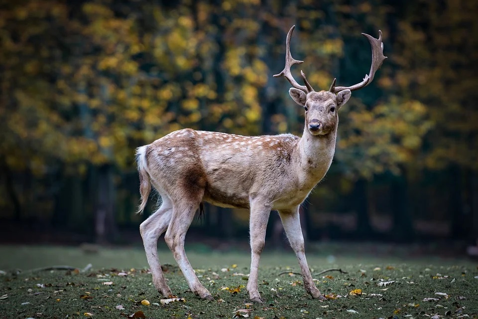 Deer-Wildlife in forest/Pixabay
