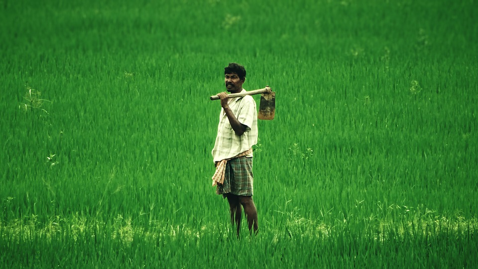 Indian farmer at green field/Pixabay