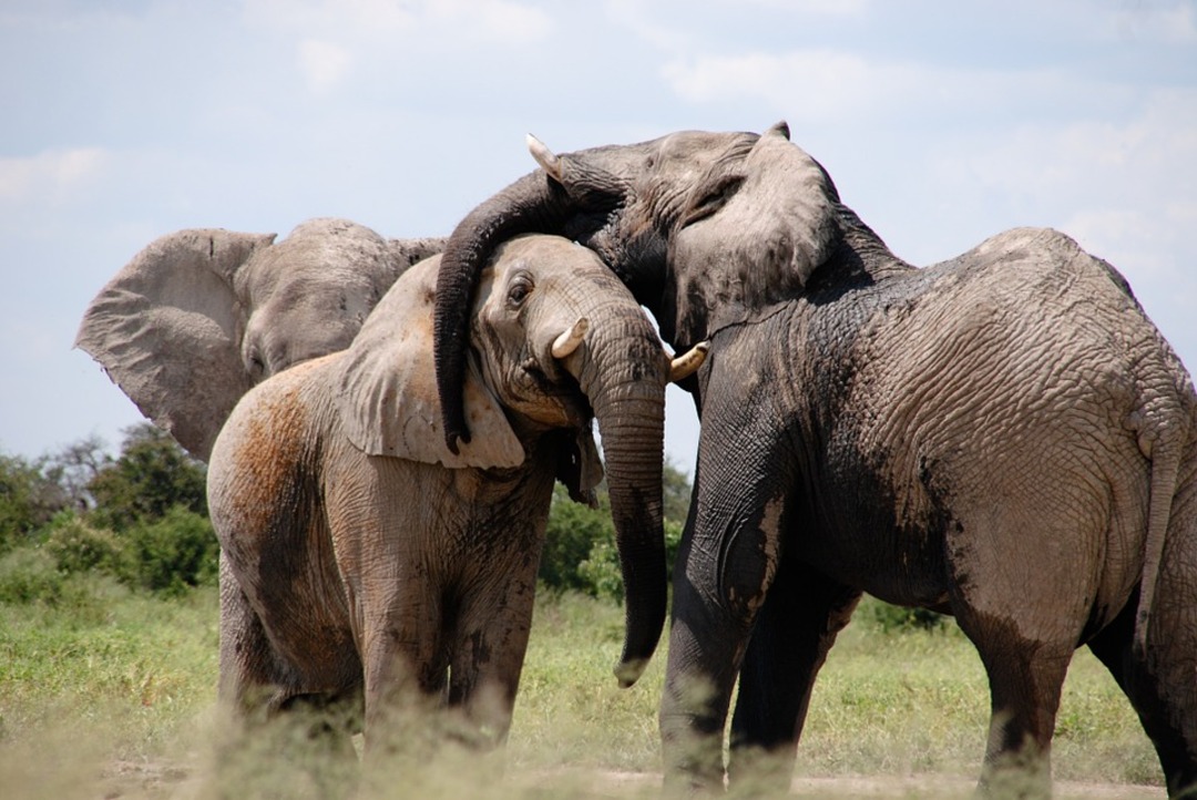Through August to December 2021, 62 elephants have died in Kenya due to drought. Kenya Wildlife Service (KWS) lacks sufficient resources to put up water pans in the drought-affected areas (File photo: Pixabay)