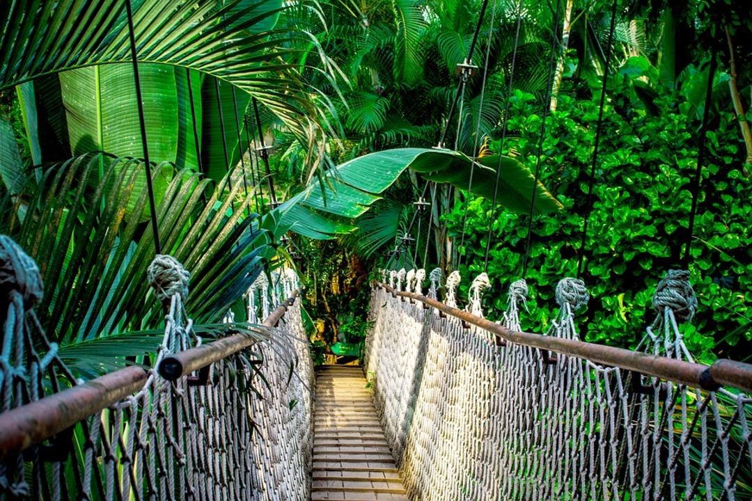 Suspension bridge in the Amazon forest (File photo: Pixabay)
