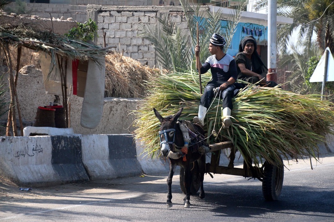 Donkey cart in Egypt (File photo: Pixabay)