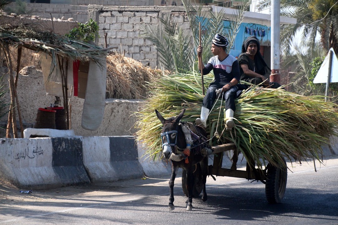 Egypt bans exports of vegetable oil and corn for 3 months