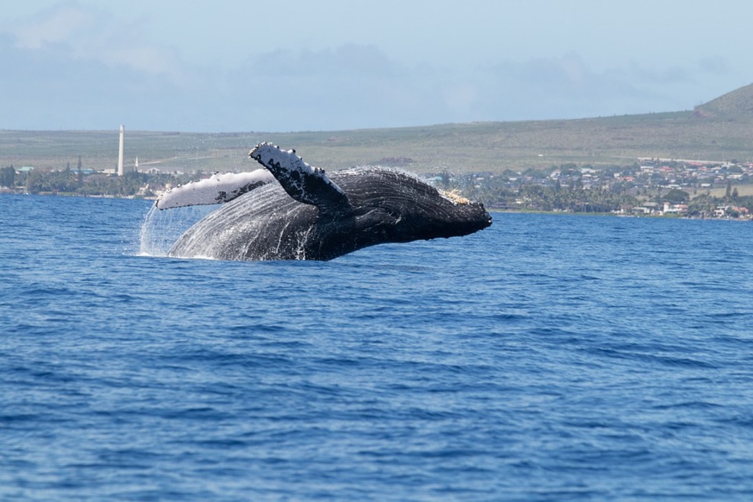 Humpback whales removed from Australia's list of threatened species