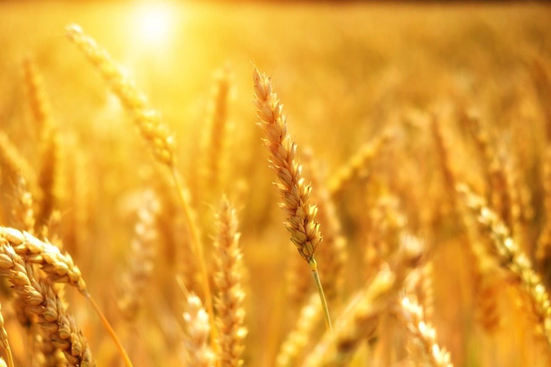 Jordan, UAE and Egypt reach an agreement on grains production