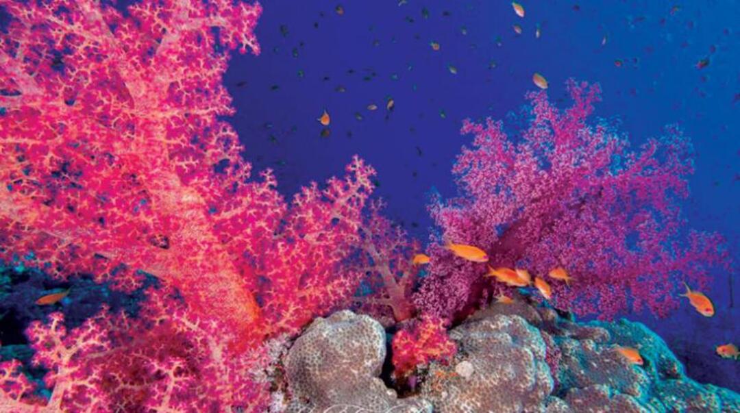 السعودية.. افتتاح أول قرية للمعززات الحيوية المرجانية في العالم