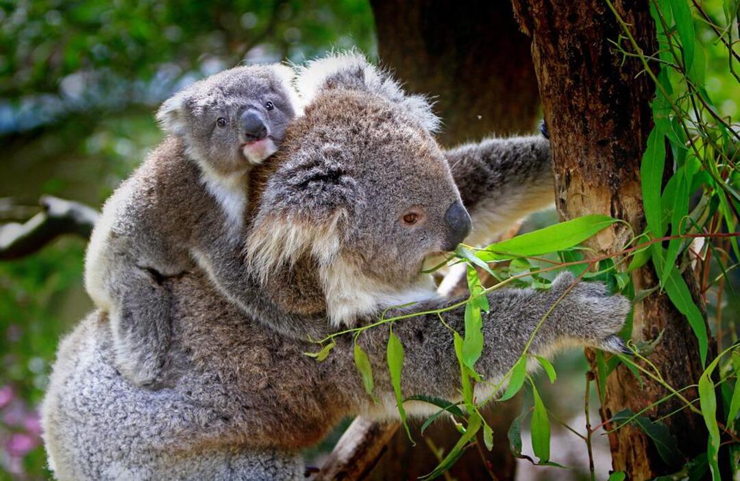 Australia's diverse genetic koala could help save endangered colonies