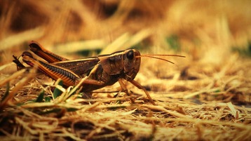 FAO says desert locust upsurge in Horn of Africa ends