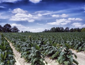 Kenya, UN agencies launch initiative to end tobacco farming in the country