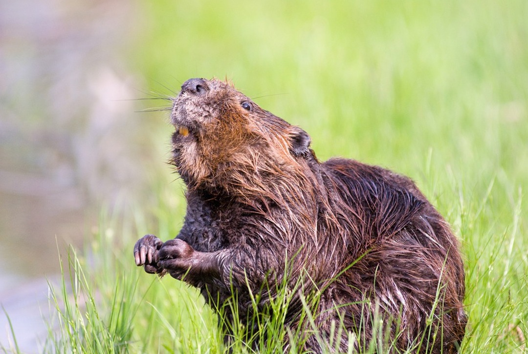 Eurasian Beaver now legally protected in England