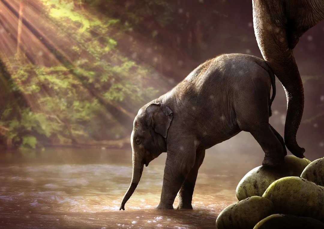 Sri Lanka declares famous dead Indian elephant as national heritage