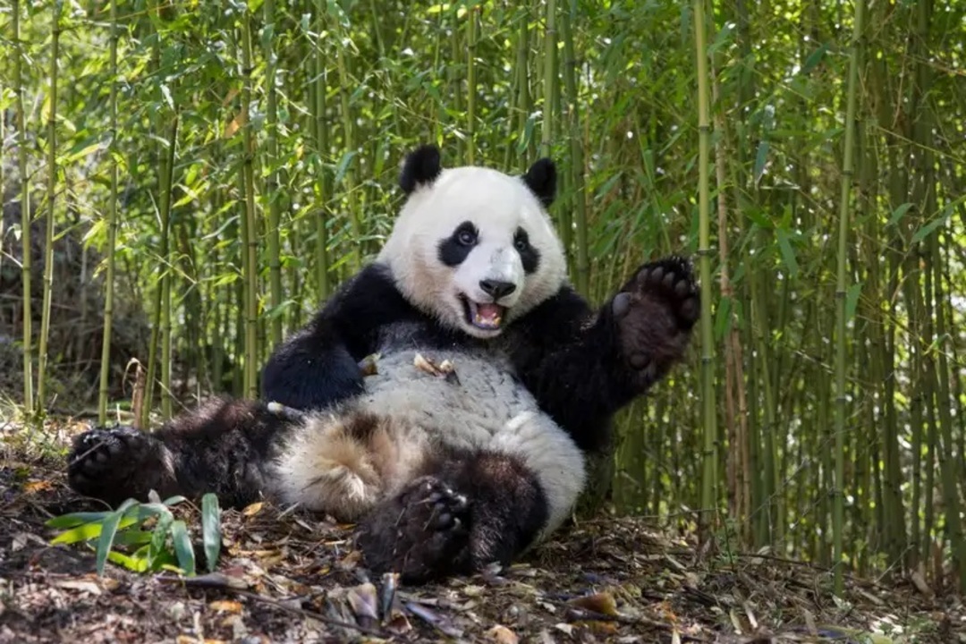 اكتشاف الأحافير يحل لغز الباندا النباتية