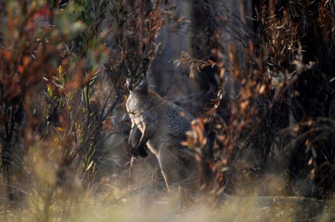 أستراليا تضع استراتيجية لحماية نباتاتها وحيواناتها الفريدة المهددة بالانقراض