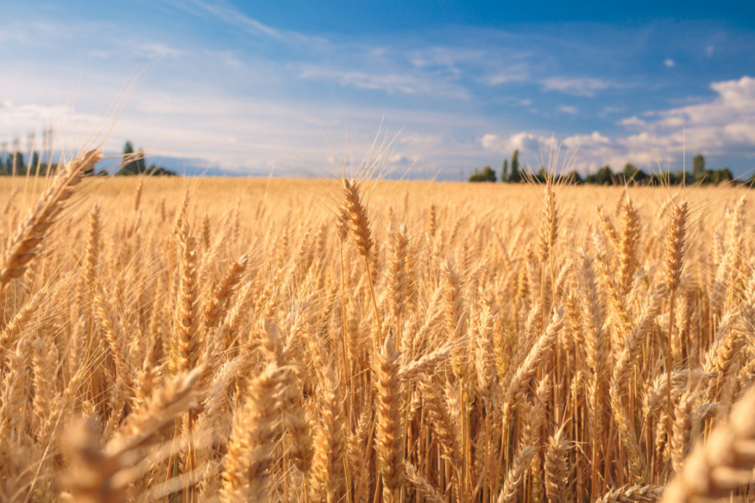 مصر تفاوض لشراء كميات من القمح دون مناقصات دولية