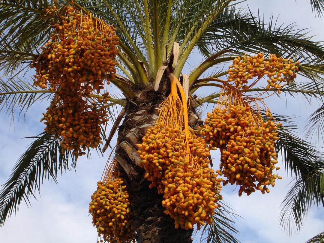 The Kingdom’s total palms reached 31,234,153, date total domestic production was 1,539,755 tons, and exports increased to 215,343,005 kgm, while Saudi dates were exported to more than 107 countries (File photo: Pixabay)