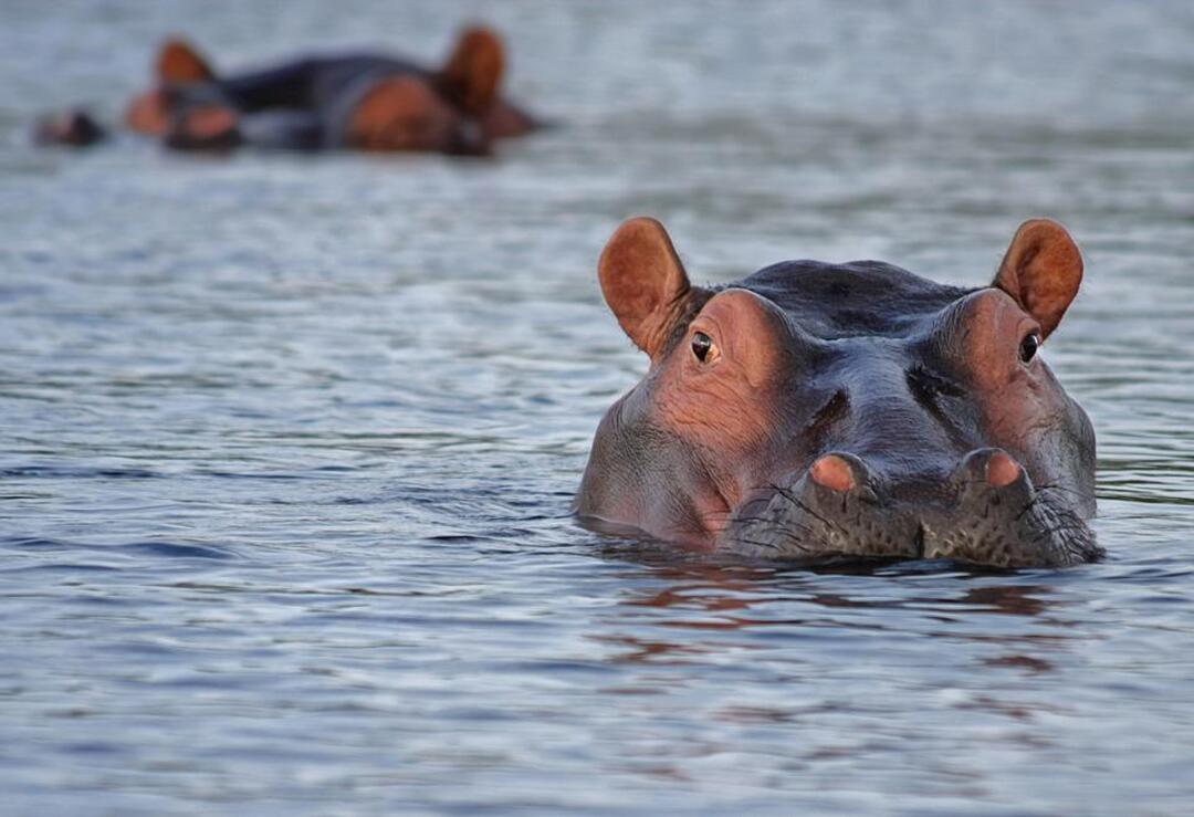 Humans and hippos are learning to live together in the DRC