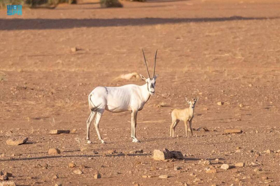 Saudi Arabia welcomes birth of first Arabian oryx in kingdom in 90 years