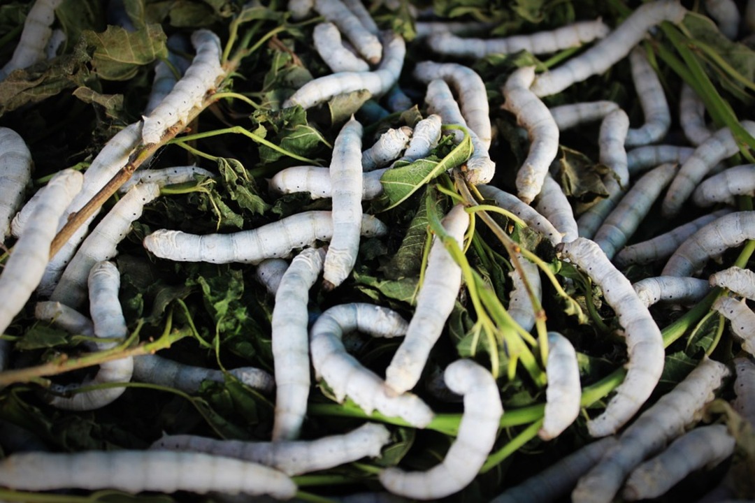 Study: Superworms could become mini plastic recycling plants