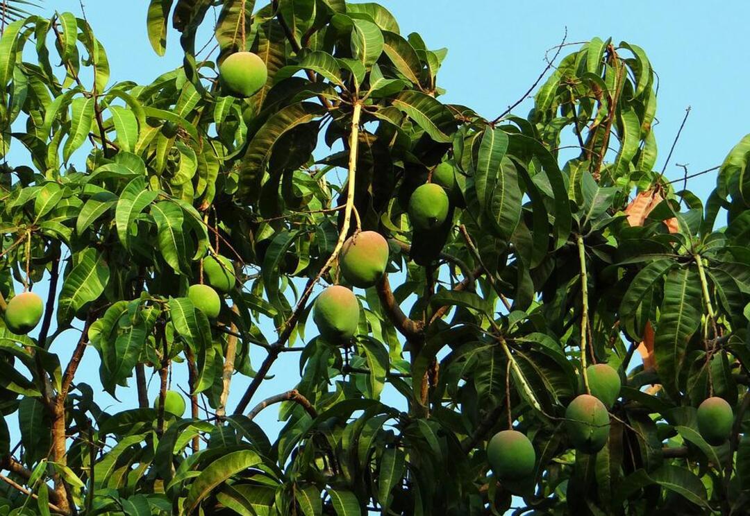 Pakistan’s prized mango harvest hit by water shortages