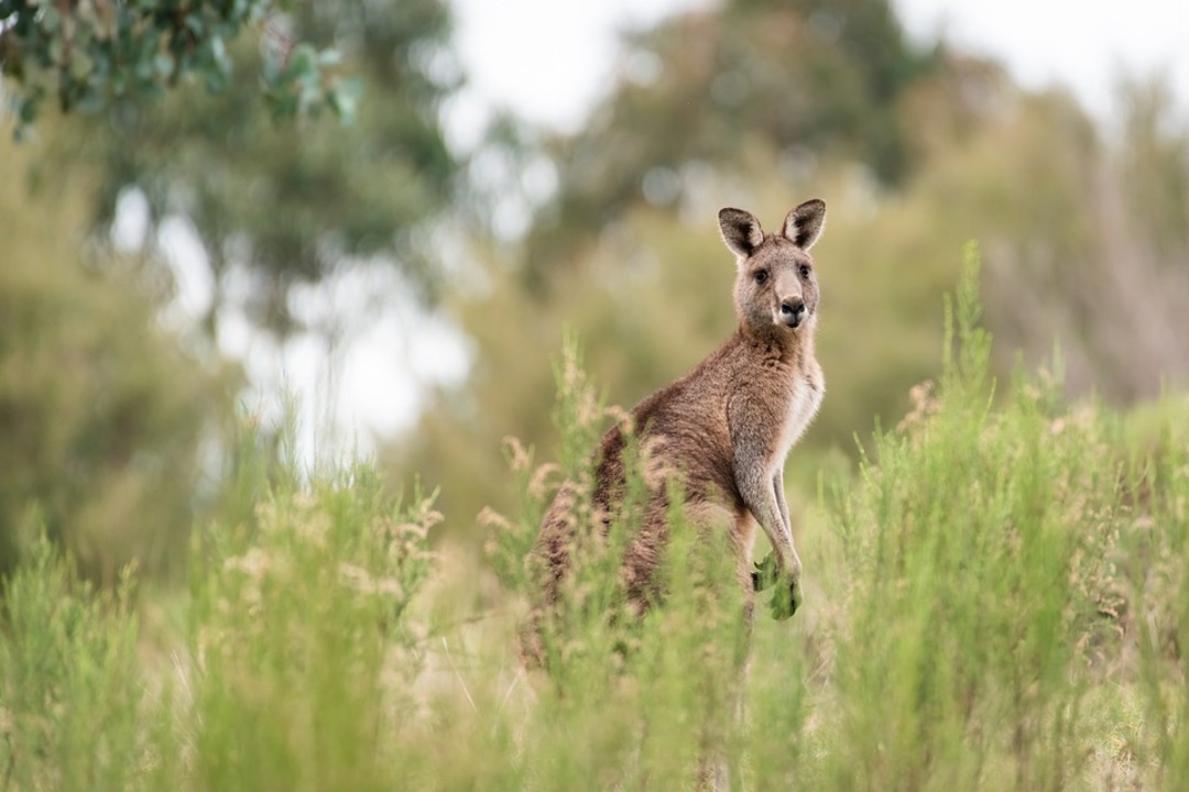 'Pet' kangaroo blamed for Australian man's death