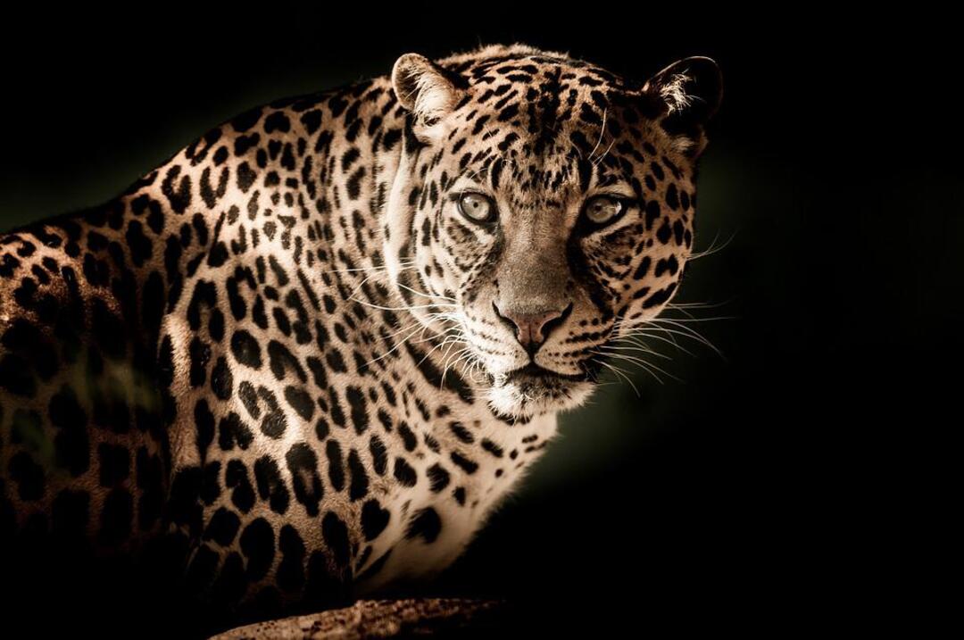 Birth of Arabian Leopards in Saudi Arabia marks new milestone in push to restore biodiversity