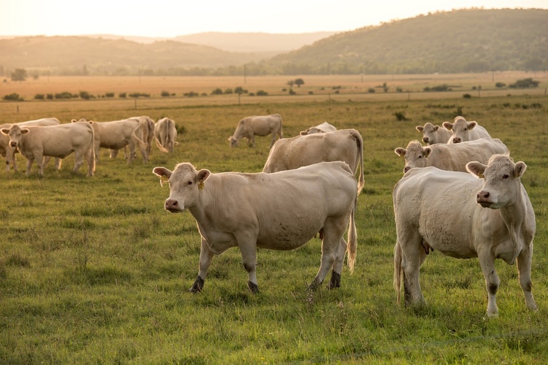 Drought declared across South West England after prolonged dry conditions